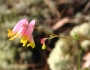 Capnoides sempervirens image