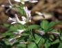 Cardamine concatenata image