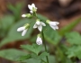 Cardamine diphylla image
