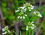 Cardamine pensylvanica image