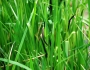 Carex acuta image