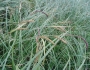 Carex acutiformis image