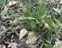Carex albicans image