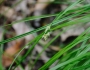 Carex davisii image