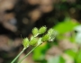 Carex albolutescens image