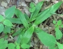 Carex albursina image