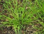 Carex amphibola image