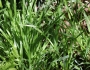 Carex amplifolia image
