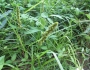 Carex annectens image