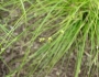 Carex appalachica image