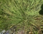 Carex aquatilis image