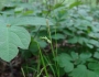 Carex arctata image