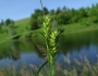 Carex atherodes image