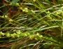 Carex atlantica image