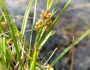 Carex aurea image