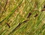 Carex barbarae image