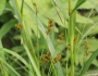 Carex bebbii image