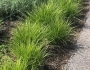 Carex bicknellii image