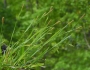 Carex blanda image