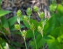 Carex brevior image