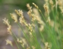 Carex bromoides image