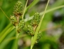 Carex bushii image
