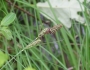 Carex buxbaumii image