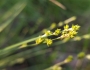 Carex canescens image