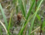 Carex capillaris image