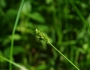 Carex cephalophora image