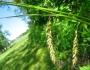 Carex cherokeensis image