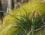 Carex communis image