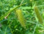 Carex comosa image