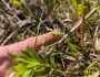 Carex conoidea image