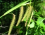 Carex crinita image