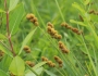 Carex cristatella image