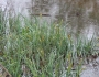 Carex crus-corvi image
