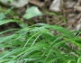 Carex debilis image