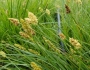 Carex densa image