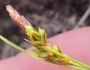 Carex depressa image
