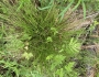 Carex deweyana image