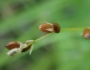 Carex disperma image