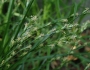 Carex divulsa image
