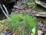 Carex eburnea image