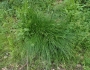 Carex echinata image