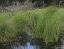 Carex emoryi image