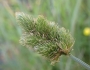 Carex feta image