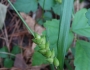 Carex flaccosperma image