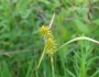 Carex flava image