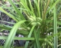 Carex frankii image